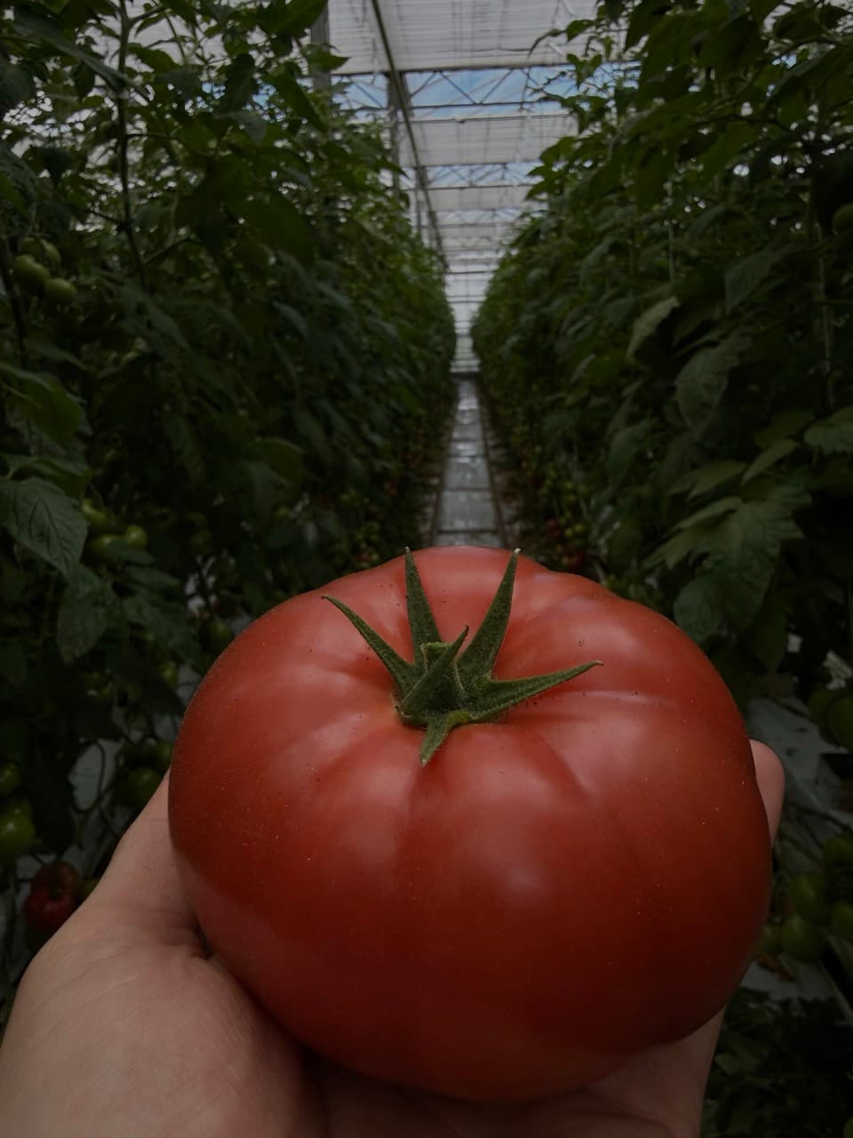 Tomato detail